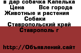 в дар собачка Капелька › Цена ­ 1 - Все города Животные и растения » Собаки   . Ставропольский край,Ставрополь г.